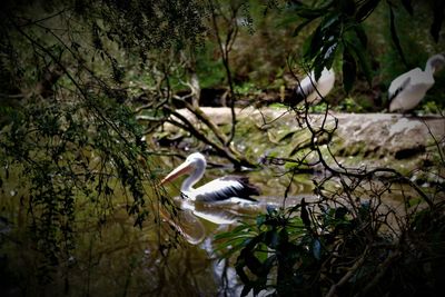 Bird perching on tree