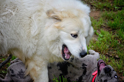 Close-up of a dog on field