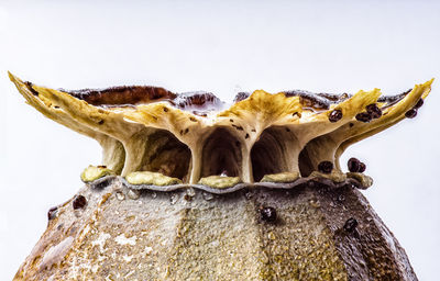 Close-up of mushrooms on wood against sky