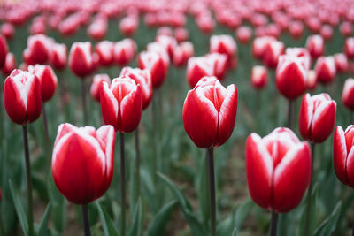 Close-up of red tulips in field