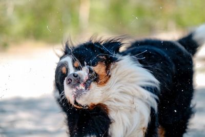 Dog shaking water off