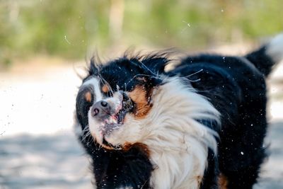 Dog shaking water off