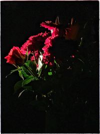 Close-up of red flowers on plant at night