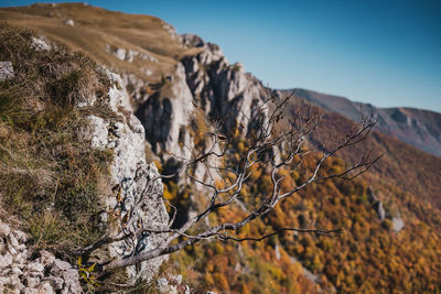 Dead tree on rock against sky