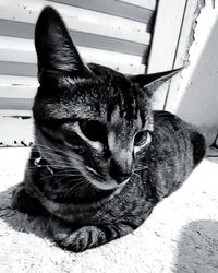 Close-up portrait of cat sitting outdoors