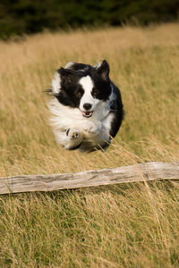 Border collie jumping over log on grassy field