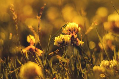 Close-up of yellow flowering plants on field