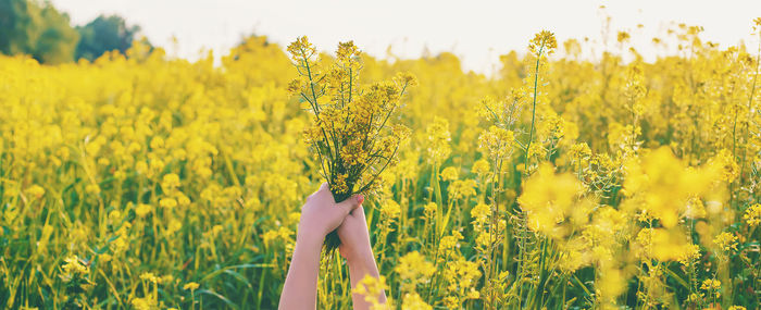 Yellow flowers growing in field