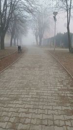 Bare trees against sky
