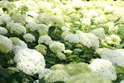 Full frame shot of white flowers