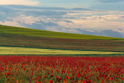 Scenic view of grassy field against cloudy sky