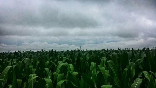 Scenic view of field against cloudy sky