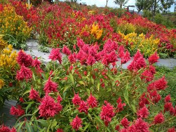 Red flowering plants in garden
