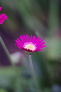 Close-up of pink flower blooming outdoors