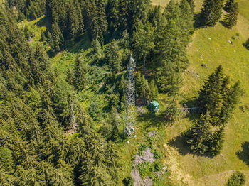 High angle view of pine trees in forest