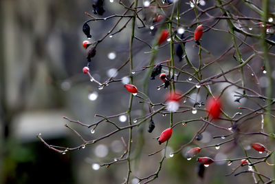 Close-up of berries on tree