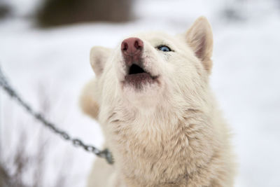 Husky sled dog face, winter background. siberian husky dog breed outdoor muzzle portrait