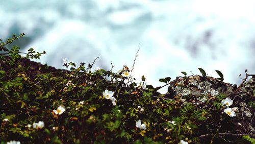 Close-up of white flowers blooming in park