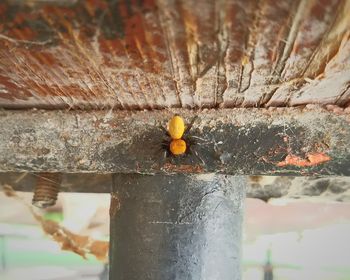 Close-up of yellow insect