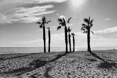 Palm trees on beach against sky