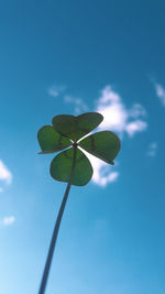 Low angle view of plant against blue sky