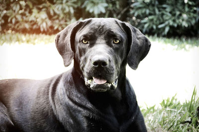 Close-up portrait of black dog