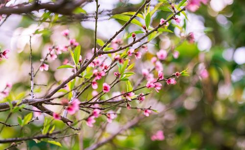 Close-up of pink cherry blossoms in spring