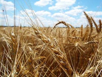 Close-up of wheat field against sky