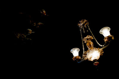 Close-up of flowers over black background