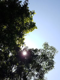 Low angle view of tree against clear sky