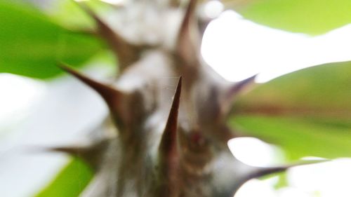 Close-up of insect on plant