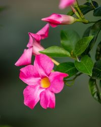 Close-up of pink flowering plant