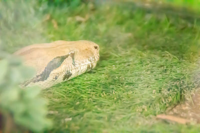 Close-up of lizard on land