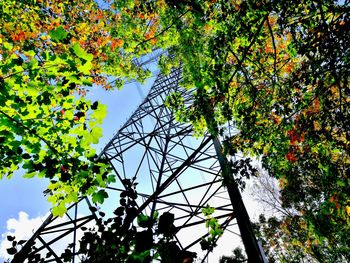 Low angle view of tree against sky