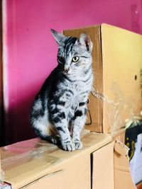 Cat sitting on a table