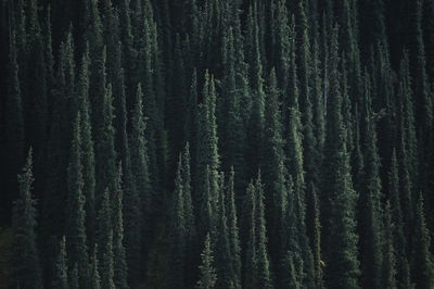 Full frame shot of lush trees in the forest