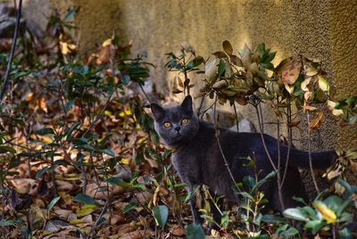 Portrait of a cat