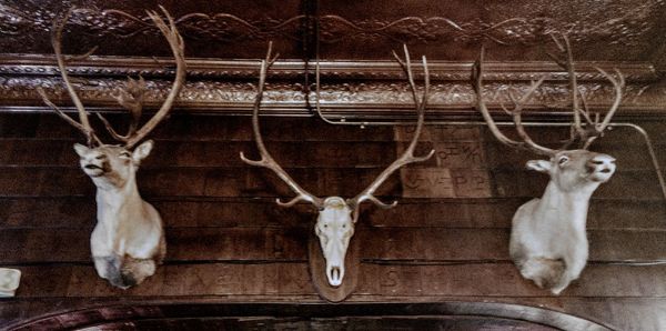 Portrait of deer hanging