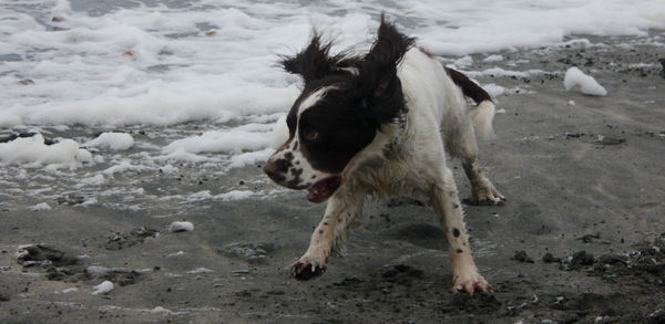 Close-up of a dog on snow covered land