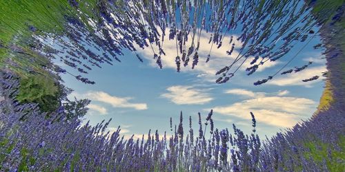 Low angle view of flowering plants on field against sky