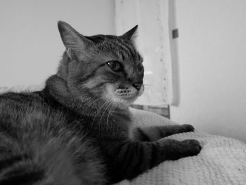 Close-up of a cat looking away