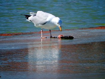 Bird in water