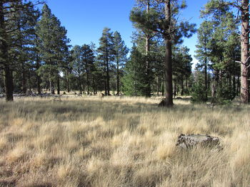 View of trees in forest