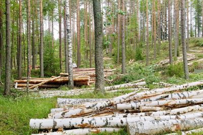 Stack of logs in forest