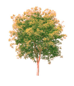 Close-up of tree against white background