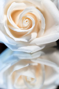 Close-up of rose