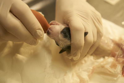 High angle view of hand feeding dog 