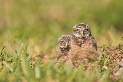 Portrait of owls on field
