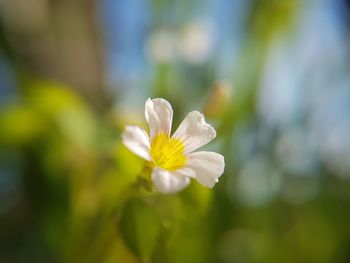 Close-up of fresh flower blooming outdoors