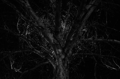 Bare trees at night